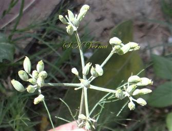  Inflorescence with fruits